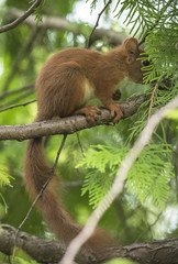 European red squirrel on the tree