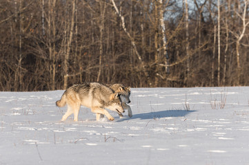 Grey Wolves (Canis lupus) Stalk Close Together