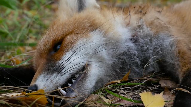 Close up of dead fox in autumn forest