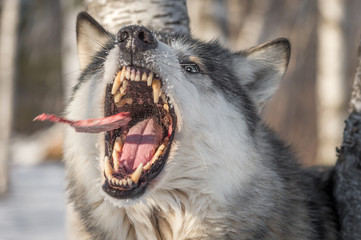 Le loup gris (Canis lupus) attrape un morceau de viande