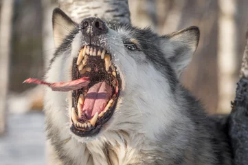 Photo sur Plexiglas Loup Le loup gris (Canis lupus) attrape un morceau de viande