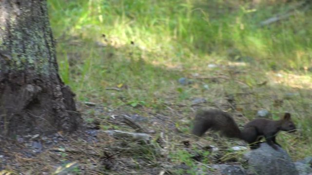 Black fur caucasus squirell funny eating seeds in autumn pine forest on background wild nature animal thematic slow motion