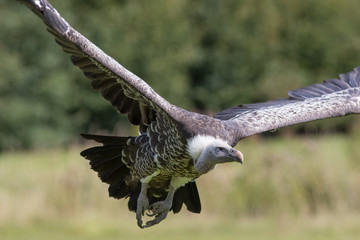 Ruppells Griffon vulture (Gyps rueppelli) flying. African endangered animal in close up.