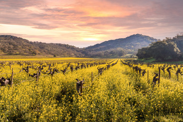 Napa Valley Wine Country Vineyards, Spring Mustard, Sunset Sky