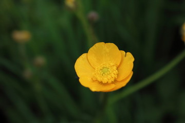 Fototapeta premium Contrasting Buttercup
