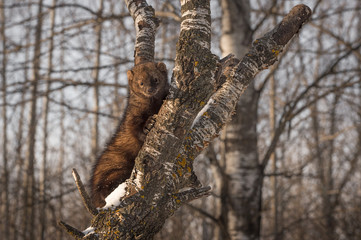 Fisher (Martes pennanti) Clings to Tree