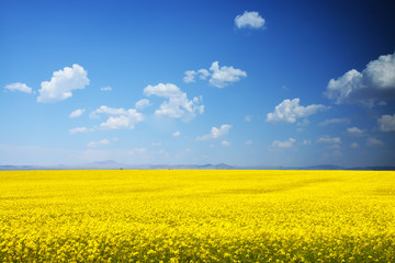 Obraz premium Yellow rapes plantation with blue bright sky background, countryside spring landscape 