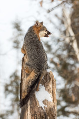 Grey Fox (Urocyon cinereoargenteus) Looks Right From Treetop