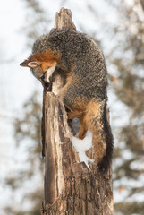Grey Fox (Urocyon cinereoargenteus) Climbs Tree