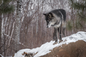 Fototapeta premium Black Phase Grey Wolf (Canis lupus) Eyes Closed Atop Rock