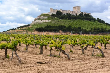 Foto auf Acrylglas Vineyard with Castle of Penafiel as background, Valladolid Province, Spain © Noradoa