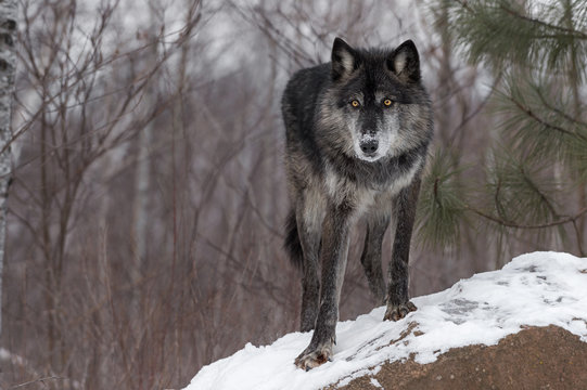Black Phase Grey Wolf (Canis lupus) Paw Forward On Rock