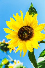 The blossoming sunflower against the background of the blue sky