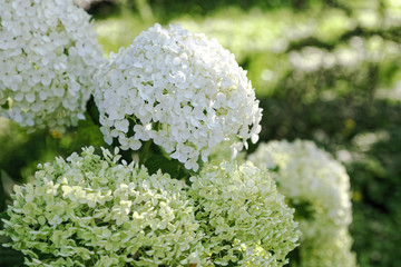 Close up of white hydrangea flowers. Romantic floral background