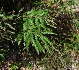 Ivy-Fern Bush (Sweet Fern)