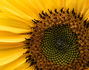 Giant Sunflower Off Center