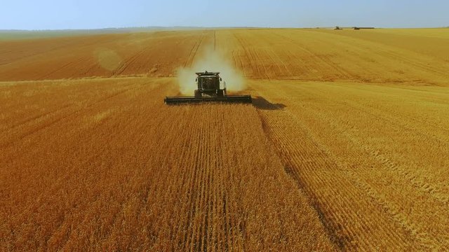Fixed aerial view of modern combine harvester gathers the wheat crop in 4K
