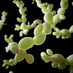3d rendered medically accurate illustration of candida albicans