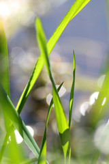 Green fresh plants grass closeup for background