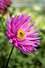 Obraz premium Close up of pink dahlia flower. Shallow depth of field