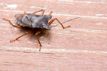 picromerus bidens - shieldbug