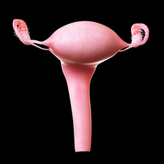 3d rendered medically accurate illustration of the human uterus