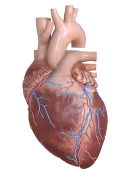 3d rendered medically accurate illustration of human heart