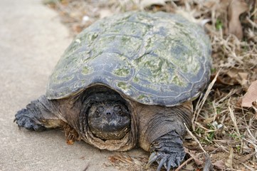 Huge Snapping Turtle on Land
