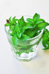 fresh green mint