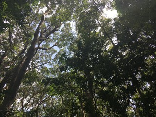 Forests on a Summer Day