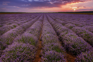 Plakat Stunning landscape with lavender field at sunset