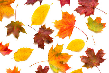 collection of colorful autumn leaves on white background