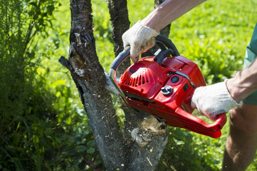 A man with a chainsaw is sawing a tree on a plot (cherry)