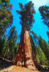 Sequoia tree, Yosemite national park, USA