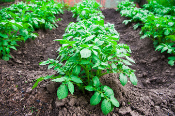Potato plants field