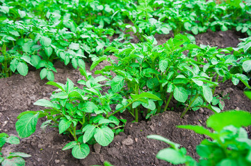 Potato plants field