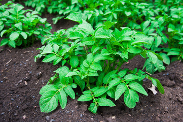 Potato plants field