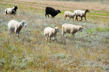Flock of sheep on the meadow