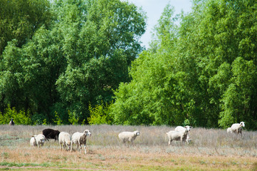 Flock of sheep on the meadow