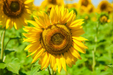 Obraz premium Sunflower field. Summer landscape