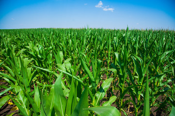 Green corn field