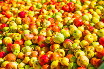 Ripe apples being processed and transported in an industrial production facility