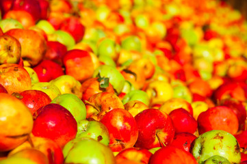 Ripe apples being processed and transported in an industrial production facility