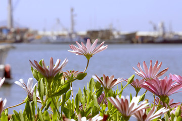 Light purple flowers in the port of Ensenada, Mexico