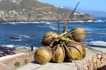 Branch with coconuts and beautiful ocean on the background