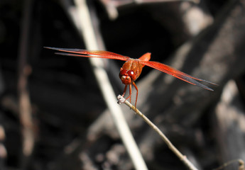 Red dragonfly on the twig, dark background