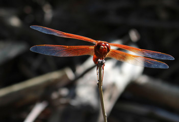 Red dragonfly on the twig