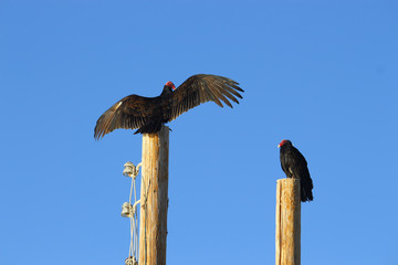 Vulters on the posts, blue sky
