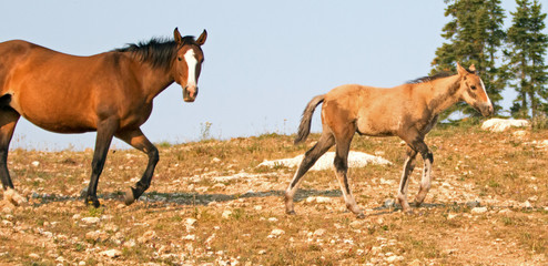 Baby Foal Colt Wild Horse Mustang with his mother in the Pryor Mountains Wild Horse Range on the...