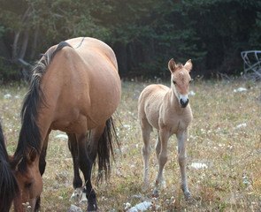 Curious Baby Foal Colt Wild Horse Mustang with his buckskin mother in the Pryor Mountains Wild...